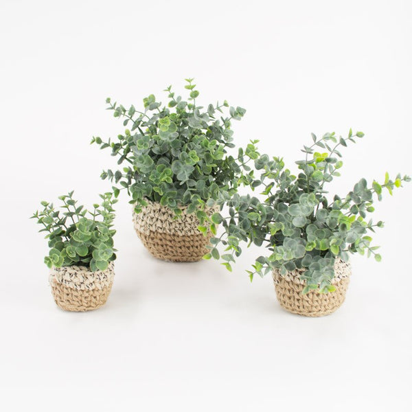 Eucalyptus in Woven Pot