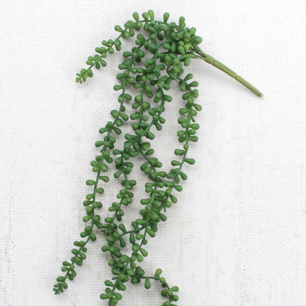 Necklace Fern Succulent