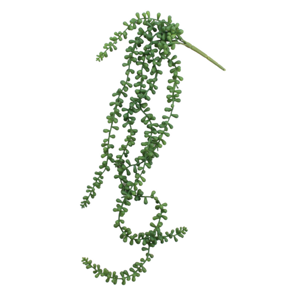 Necklace Fern Succulent
